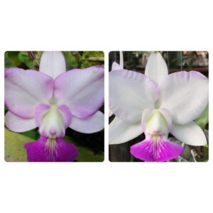 MAC 002-Walkeriana Semi-Alba Perfect Blush x Semi-Alba Minha Rainha