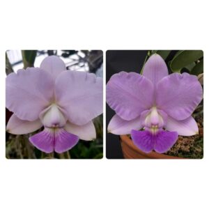 MAC 061-Walkeriana Coerulea (A15 x Self) x Coerulea Covolan