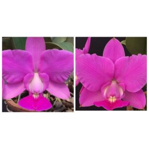 MAC 067-Walkeriana Tipo Santa Fé x Tipo A15