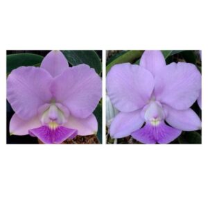 MAC 100-Coerulea Covolan x Coerulea Monalisa