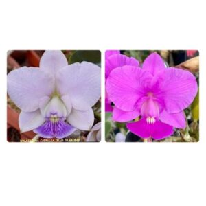 MAC 117-Coerulea Blue Diamond x Tipo Juliato