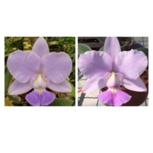 MAC 121-Coeruela Toque Divino x Coeruela Canção Nova