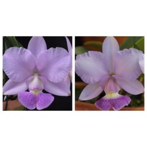 MAC 130-Walkeriana Coerulea Rafael Covolan x Coerulea Pedra Azul