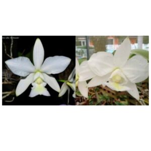 MAC 023-Nobilor Alba El Duend x Nobilor Amaliae Alba Zapp