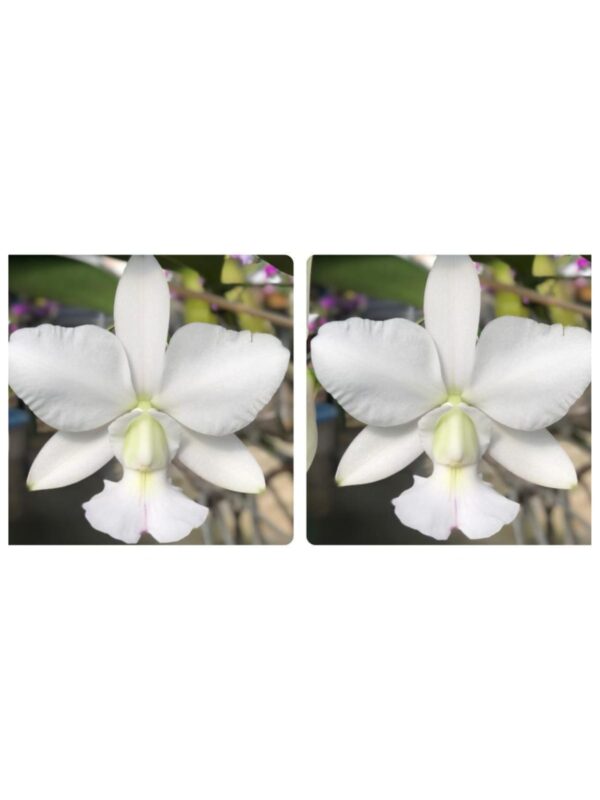 MAC 236-Walkeriana Albescens Tókio x Self